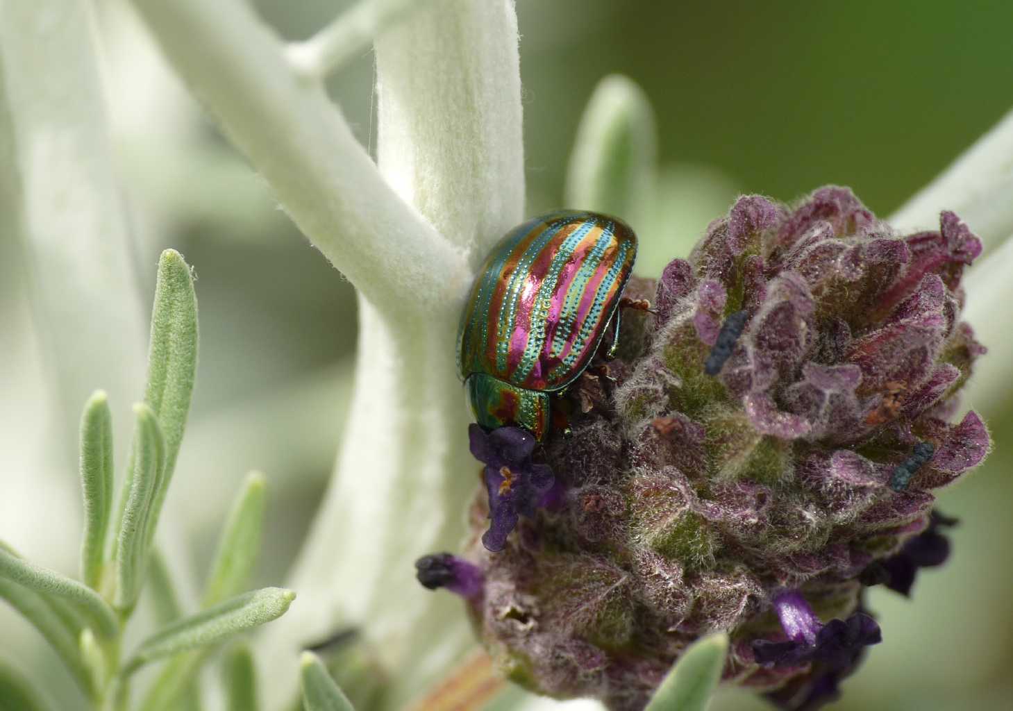 Chrysolina americana riproduzione?